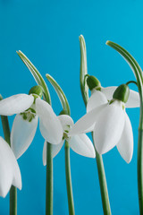 Snowdrops