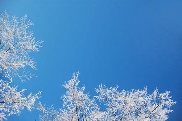 Winter frost background