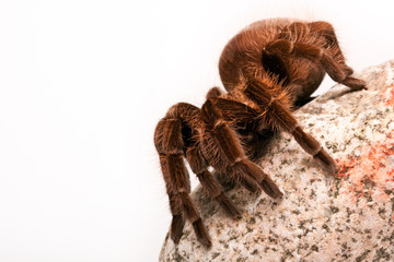 Big Tarantula on Stone