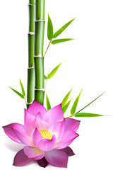 fleur de lotus et bambou