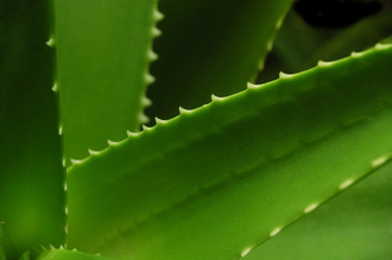 Aloe vera