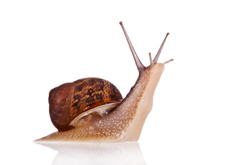 Garden snail looking up isolated on a white background © SPJE_ART