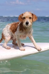 chien faisant de la planche