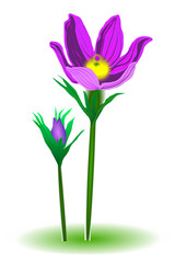 pulsatilla spring-flower