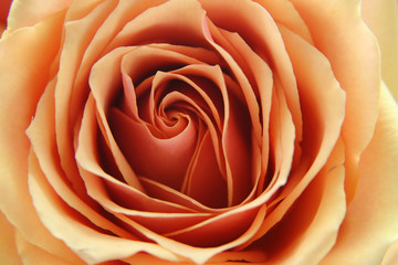 Rosenblütenblätter