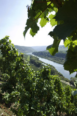 Weinberg