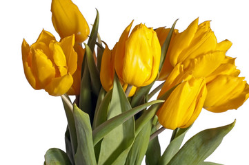 Bunch of yellow tulips