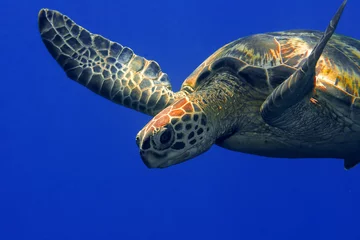 Fotobehang Groene schildpad © Kjersti