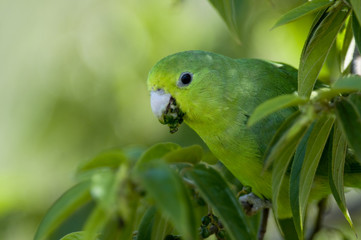 Blue-winged Parrotlet