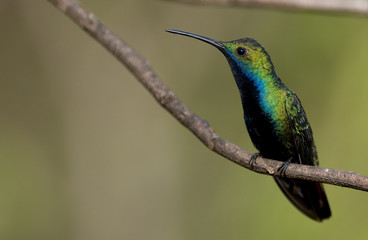 Black-throated Mango