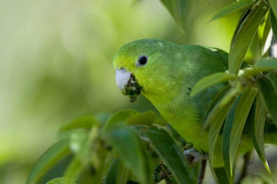 Blue-winged Parrotlet