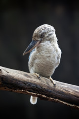 Coocaburra