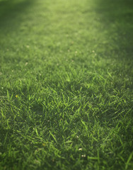 end day lights falling over green grass