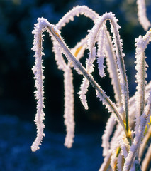 Winter_511171