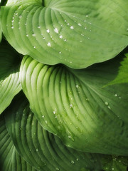 Obraz premium Green Hostaleafs