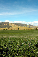 Fields planted with potatoes in bloom.