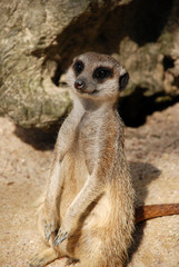 le suricate
