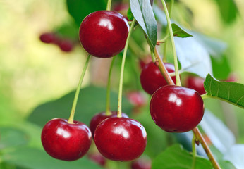 twig of cherry-tree with red cherries