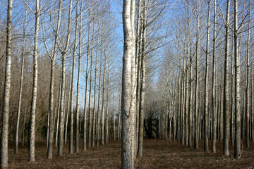 culture de peupliers