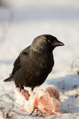 Jackdaw, Daw (Corvus monedula)