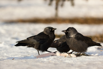 Jackdaw, Daw (Corvus monedula)