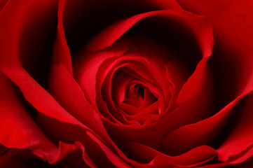 Naklejka premium Rose Detail