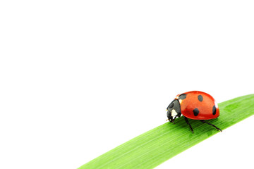 ladybug on grass