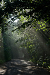 Ground road crossing old deciduous forest