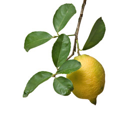 Lemon on branch