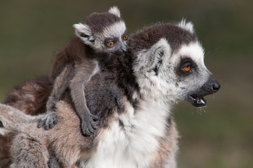 Fototapeta premium mother is not happy