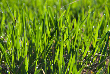 Fototapeta na wymiar Freshly grass.