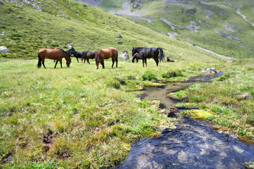 Fototapeta na wymiar Лошади возле ручья на зеленом лугу