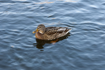 duck