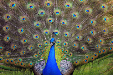 Peacock beginning to display its feathers