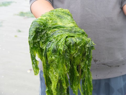 algae