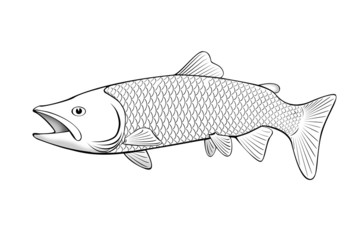 salmon fish illustration on a white background