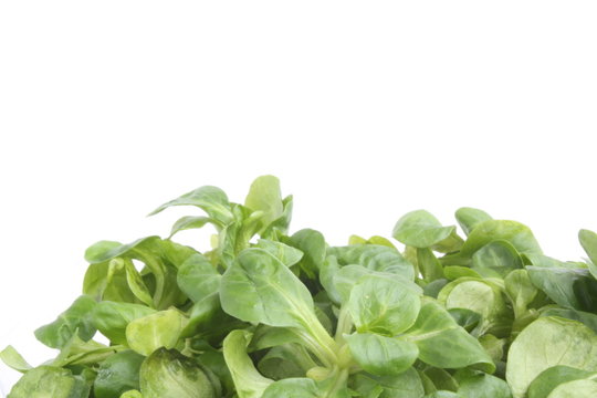 Corn salad