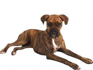 grouchy dog with clipping path