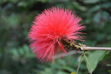 Flor filamentosa rosa