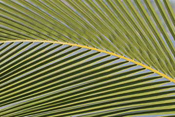 Detail of a palm leaf