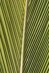 Symmetrical pattern of a palm leaf