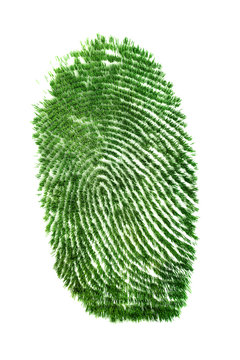 Fingerprint of grass