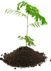 arbrisseau fond blanc