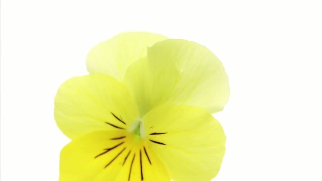 Ladybird and pansy