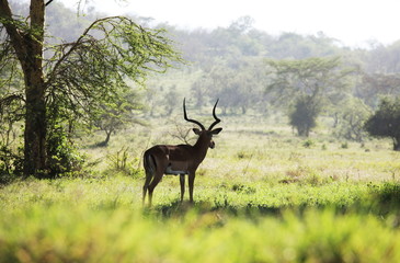 Antelope in park