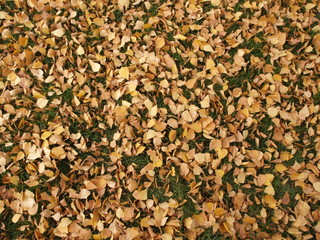 Autumn Fall