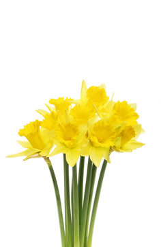 Spray of daffodil flowers