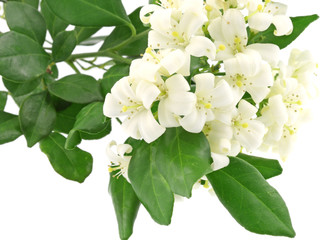 Obraz premium bouquet fleurs blanches murraya exotica fond blanc