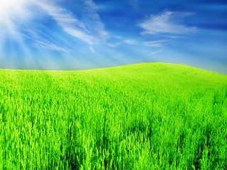 Obraz premium green field