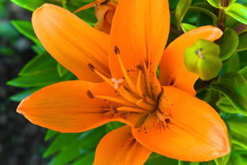 Lily Flower